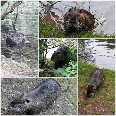 Braun Hinterweidenthal